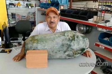 Com 41 quilos, "maior pepino do mundo" é colhido em Cascavel