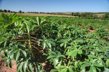 Ajudados pelo clima, produtores de mandioca retomam colheita no Paraná