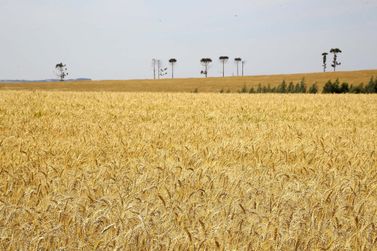Baixas temperaturas não provocaram perdas expressivas na agricultura