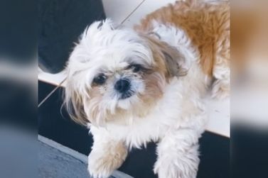Família faz apelo para encontrar cachorra que desapareceu em Douradina
