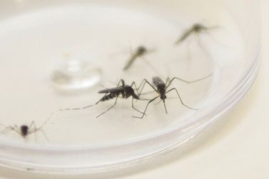 Ministério da Saúde confirma envio de inseticida para combater o Aedes Aegypti