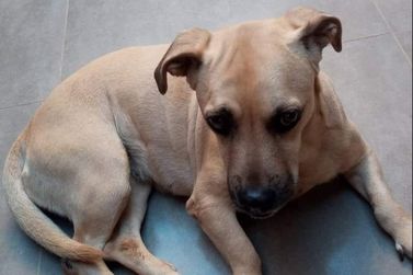 Família de Ivaté pede ajuda para localizar cachorra desaparecida; há recompensa