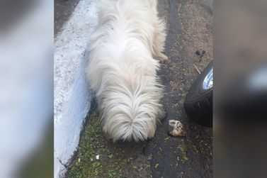 Fam&iacute;lia procura cachorrinho de estima&ccedil;&atilde;o que desapareceu em Douradina