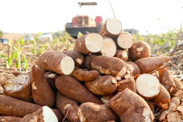 Mandioca Amarela fresquinha em Douradina: direto do produtor, apenas R$ 2,00 kg