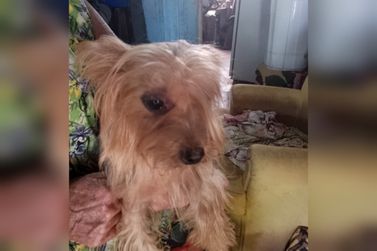 Tutora pede ajuda para encontrar cachorrinha desaparecida em Douradina