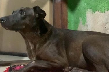 Tutora procura cachorrinha desaparecida que precisa de remédio controlado