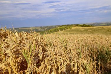 Paran&aacute; decreta situa&ccedil;&atilde;o de emerg&ecirc;ncia em fun&ccedil;&atilde;o da estiagem