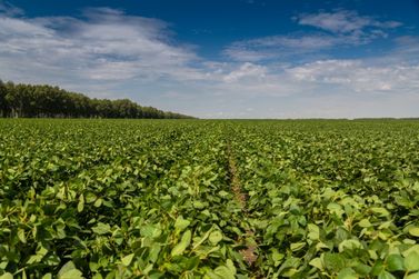 Contrata&ccedil;&otilde;es de seguro rural na Sicredi Dexis j&aacute; superam n&uacute;meros do ano passado