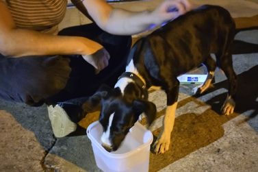 Cachorra aparece na casa de moradora do Ana Laura III; algu&eacute;m reconhece?