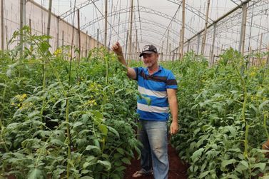 Produtores de Maria Helena colhem 27 kg de tomate por planta e batem recorde