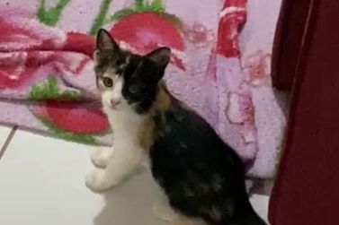 Voc&ecirc; viu a Maya? Gatinha desaparece no Parque Ana Laura em Douradina