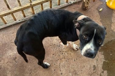 Homem &eacute; preso por maus-tratos a cachorro em Ivat&eacute;