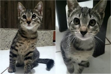 Gatinhos abandonados em quintal procuram um lar respons&aacute;vel em Douradina