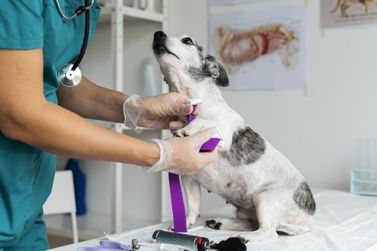 ProSul abre vagas para curso de Auxiliar de Veterin&aacute;rio e Pet Shop em Douradina