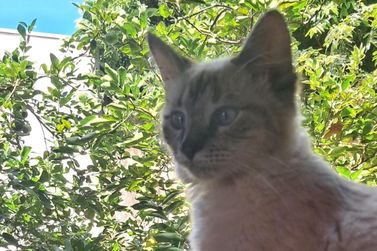 Voc&ecirc; viu a Dora? Gatinha desapareceu no bairro Pioneira em Douradina