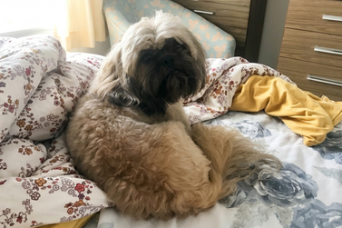 Fam&iacute;lia oferece R$ 500 de recompensa para encontrar cachorro desaparecido em Douradina