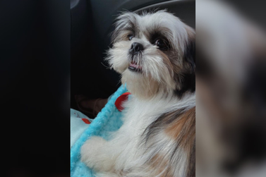Tutora procura cachorrinho Luck, desaparecido no Ana Laura III, em Douradina