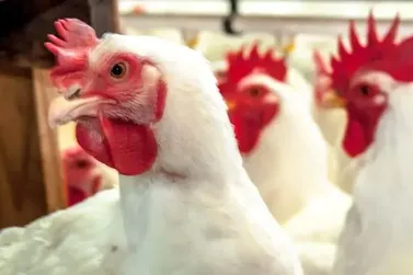 Paraná destrói mais de 10 milhões de ovos como medida preventiva contra a doença