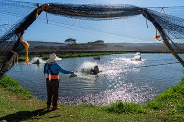 Itaipu avan&ccedil;a em projeto para criar til&aacute;pias em larga escala no lago da usina