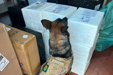 C&atilde;es farejadores encontram maconha em carga despachada por com&eacute;rcio eletr&ocirc;nico