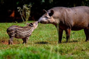 De harpias a antas, Itaipu comemora 42 anos de conserva&ccedil;&atilde;o da biodiversidade
