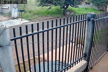On&ccedil;a-pintada &eacute; vista no bairro Tr&ecirc;s Lagoas e mobiliza monitoramento de equipes ambientais