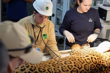 On&ccedil;a resgatada recebe nome, passa por exames e aguarda decis&atilde;o para voltar &agrave; natureza