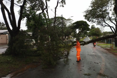 Temporal derruba &aacute;rvores, fere duas pessoas e mant&eacute;m Defesa Civil em alerta