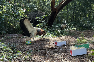Urubu-rei "aposta" no Brasil e rouba a cena em atividade no Parque das Aves
