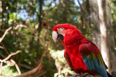 Parque das Aves bate recorde e recebe quase 438 mil visitantes no primeiro semestre