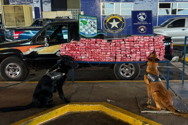 Caminhonete com 197 kg de maconha atinge moto de casal argentino durante fuga