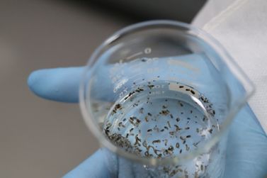 Foz vai soltar mosquitos com Wolbachia em 28 bairros a partir do fim de agosto