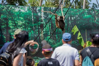 Moradores de Foz do Igua&ccedil;u e regi&atilde;o pagam R$ 15 para visitar o Zoo Park at&eacute; dia 31