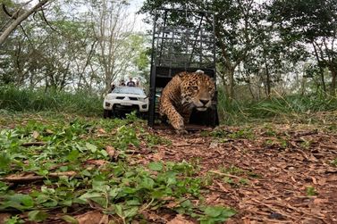 On&ccedil;a-pintada que apareceu em bairro de Foz &eacute; solta no Parque Nacional ap&oacute;s tratamento