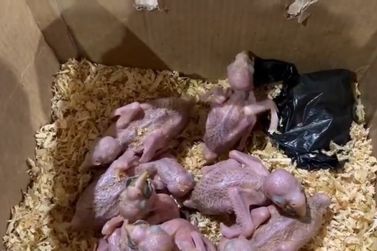 Papagaio nasce durante apreens&atilde;o de aves escondidas em caixa na Ponte da Amizade