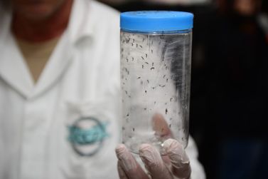 Soltura de 700 mil mosquitos por semana contra a dengue come&ccedil;ou nesta ter&ccedil;a-feira (25)