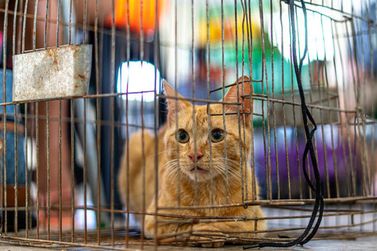 Feridas que n&atilde;o cicatrizam em gatos podem ser sinal de esporotricose, alerta CCZ
