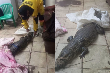 Jacar&eacute; &eacute; furtado do Lago da Rep&uacute;blica e encontrado dentro de sacola em Ciudad del Este