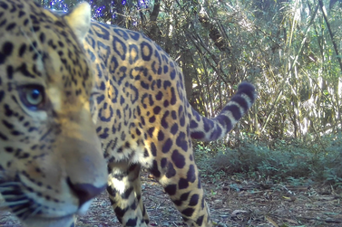 Nova on&ccedil;a-pintada &eacute; flagrada no Parque Nacional do Igua&ccedil;u e ganha nome de Estrela