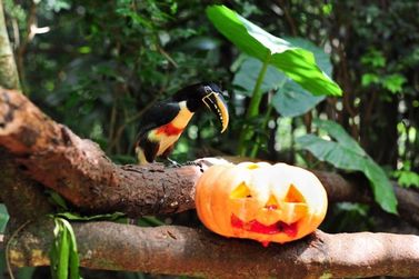 Animais do Parque das Aves ter&atilde;o Halloween com ab&oacute;boras e atividades especiais