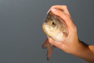 Pesca ficar&aacute; proibida no lado argentino dos rios Igua&ccedil;u e Paran&aacute; por 51 dias