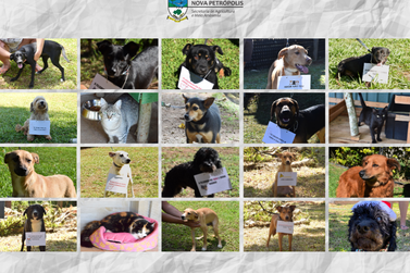 Nova Petrópolis divulgará animais disponíveis para adoção em rede social