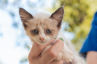 Prefeitura de Gramado realiza Feira de Adoção de Gatos nesta quinta-feira (13)