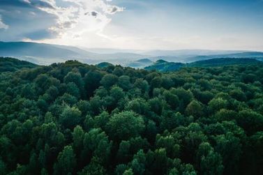 Nova Petr&oacute;polis recebe apresenta&ccedil;&atilde;o do Semin&aacute;rio Inicial do Projeto Redes Verdes Vivas