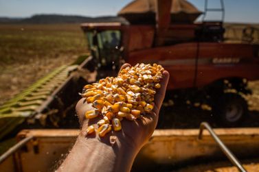 Guaíra já tem perdas na produtividade do milho causada pela estiagem