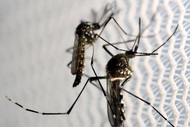 OMS alerta que quase 4 bilhões de pessoas correm risco de infecção pelo Aedes