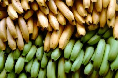 Cubatão terá Dia de Campo da Banana na próxima semana