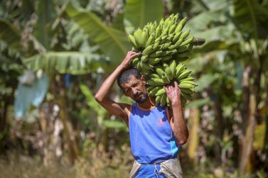 Guaratuba registra produtividade de banana acima da média nacional
