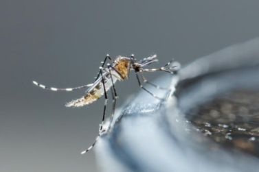 Guaratuba segue sem registrar casos de dengue no novo período epidemiológico