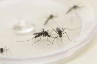 Guaratuba apresenta mais cinco casos de dengue no último período epidemiológico